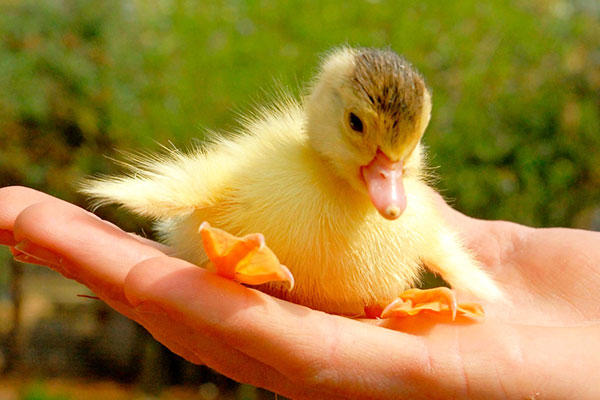 انواع اردک های زیبا